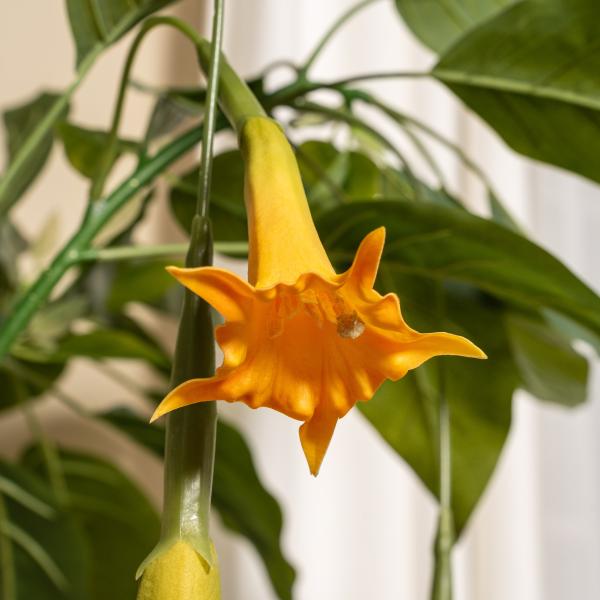 Kunstig Daturatræ orange 120 cm