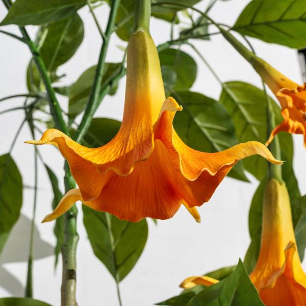 Kunstig Daturatræ orange 140 cm